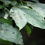 ©™2012 Nelson County Life : Photo By NCL Mountain Photographer : After a short break from the rain, it's back to afternoon thunderstorms and the heat as we kick off a new week!