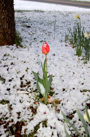 Snow Tulips