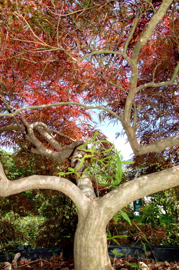 Japanese Maple outside