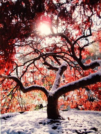 snowy-japanese maple