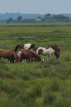 Chincoteague Ponies
