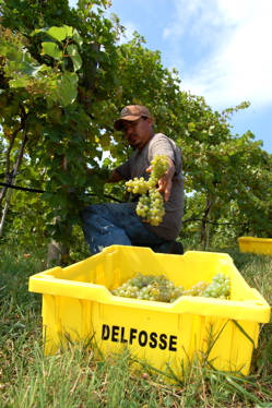 Grape Harvest @ Delfosse