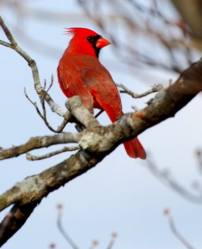 strober cardinal
