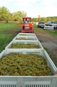 By Tommy Stafford : Jeff Stone lines up a portion of the 16 tons of Chardonnay grapes crushed last week.9-2008