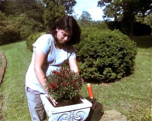 Planting Fall Mums At Nelson County Life Magazine