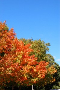 Another Tree Showing Brilliant Color On Devil's Knob At Wintergreen.