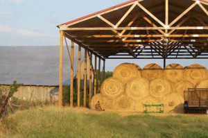 By Janie Stafford : Hay up for the winter in West Tennessee : October 2008