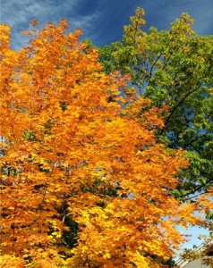 The trees certainly cooperated with brilliant colors.
