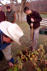 Troop 32 members dig holes for an Appalachian Red -  Red Bud and three Hydragenias.