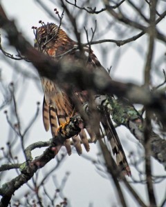 Photo By Ann Strober : Hawk in a tree : Nellysford, Virginia : December 2008