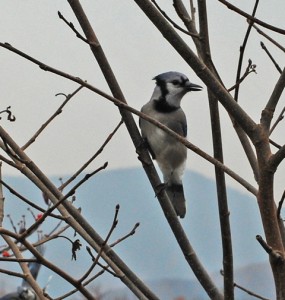 Photo By Ann Strober : Blue Jay in the wind : Nellysford, Virginia : December 2008