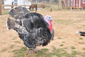 Okay, we were told there were two turkeys at the farm named Tommy & Yvette. We have arrived! Looks just like us!