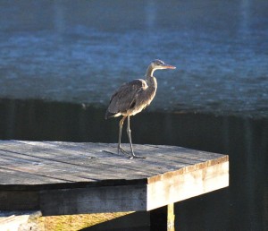 Photo By Heidi Crandall ©2009 NCL Magazine : A Wild Blue Heron takes a break on the dock in Roseland, Virginia