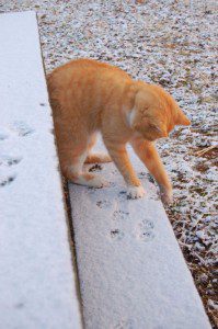 Though it was just a tiny bit of snow, our NCL cat, Angelo, seems amused by it! Kitty snow day.