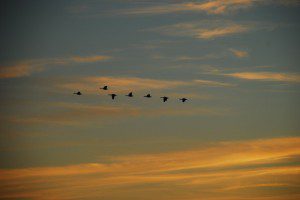 Photo By Ann Strober : ©2009 NCL Magazine : Canadian geese off into an evening sky near Nellysford, Virginia : February 2009