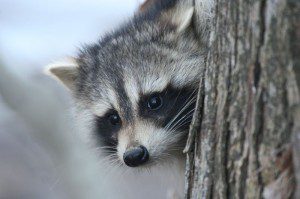 Photo By Heidi Crandall : ©2009 NCL Magazine : A raccoon checks things out in Roseland, Virginia : February 2009
