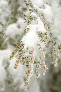 Photos By Paul Purpura, Mountain Photographer : ©2009 NCL Magazine : Snow crystals on the pines at Wintergreen.