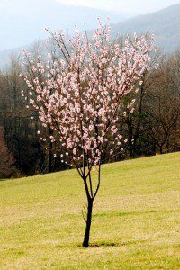 ©2009 NCL Magazine : Photo By Ann Strober : An almond tree in full bloom signals Spring is on the way! : Nelson County, Virginia : March 2009