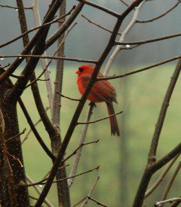 ©2009 NCL Magazine : Photo By Ann Strober : A Cardinal enjoys an early Spring rain in Nelson County, Virginia : March 2009