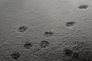 Photo By Ann Strober : ©2009 NCL Magazine : Paw prints in a March snow. : Nellysford, Virginia : March 2009
