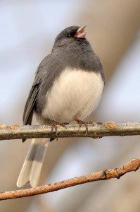 ©2009 NCL Magazine : Photo By Paul Purpura : A Junco greets the first day of Spring at Wintergreen in the Black Rock Village. 