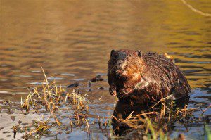 ©2009 NCL Magazine : Photo By Heidi Crandall : A Beaver basks in the Spring sunshine on a pond in Roseland, Virginia. 