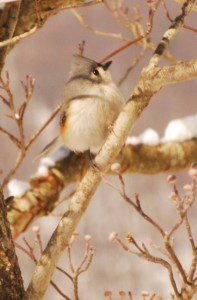 Photo By Ann Strober : ©2009 NCL Magazine : Tufted Titmouse in the waning days of snow.