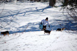 The 4 or so inches of snow made for perfect sledding. Yvette tried the hill out back this morning! So did the beagles!