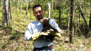 Thanks To Sheriff David Brooks For These Photos : ©2009 NCL Magazine : One of four bear cubs is taken to safety after the mother bear was killed along US 29 Thursday in Nelson County, Virginia. Click on any photo for larger view.