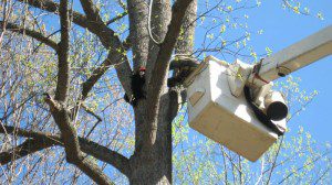 Central Virginia Electric workers, Aubrey Hughes and Jody Ross manuver the bucket over to rescue one of the four bear cubs.