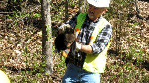 The bear cubs were taken to Virginia Tech where they will be cared for and eventually released back into the wild.