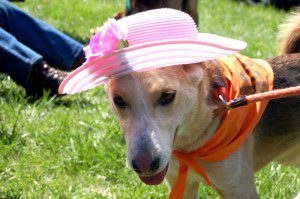 Photos By Yvette Stafford : All Photos ©2009 NCL Magazine : This dog shows off her best Easter bonnet during the parade at MountainSide Petting Farm in Afton, Virginia. Click any photo for larger view.