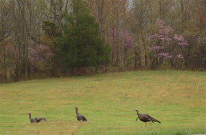 Photo By Phil D'Ambola : ©2009 NCL Magazine : Turkeys On The Hunt For Spring In Afton, Virginia