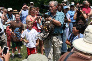 Photos By Henri & Elaine Weems : ©2009 www.NelsonCountyLife.com : Ed Clark of Wildlife Center of Virginia releases one of three eagles Saturday afternoon at Mason Neck State Park in Fairfax County, Virginia.