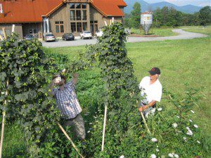 Cascade hops are a cross between Fuggles with a Ruskie hop variety.