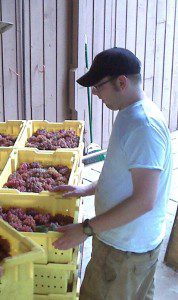 Many other vineyards and grape growers are also busy picking during the past several weeks.