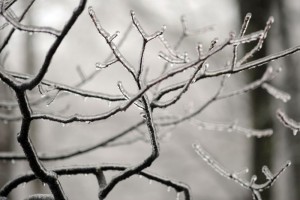 Photo By Paul Purpura : Closer to the Mountain Inn, ice encased these tree branches.