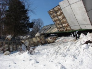 Photos Courtesy of Ray Uttaro : ©2010 www.nelsoncountylife.com : Hunderds of turkeys were scattered along the shoulder of Route 151 Wednesday when a semi rig hauling them jackknifed just north of Bland Wade Road. Click photos to enlarge. 