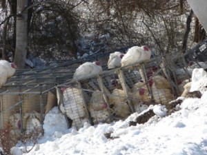 Turkeys in their cages along Route 151 and other sit on top while crews worked to clear the highway. 