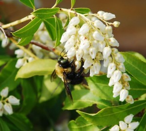 Photo By Ann Strober : ©2010 www.nelsoncountylife.com : This bee is taking advantage of the great spring weather and getting a little work done on a new bloom. Click to enlarge. 