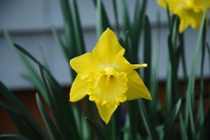 Photo By Ann Strober : ©2010 www.nelsoncountylife.com : Daffodils are in full bloom all over Nelson even as some snowflakes are still in the forecast. 