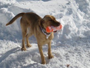 Kane is 2 1/2 year old yellow lab missing from Afton, VA in the Bland Wade Road area. Click to enlarge photo. 
