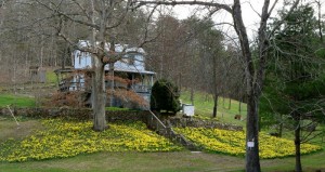 Photo By Jane Hillman : ©2010 www.nelsoncountylife.com : Jane Hillman grabbed this shot along Buck Creek Road of the daffodils in full bloom. Click to enlarge.