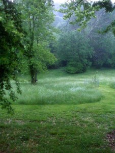 ©2010 www.nelsoncountylife.com : Everything is a deep beautiful green after scattered showers on Tuesday.  