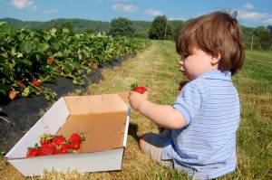 ©2010 www.nelsoncountylife.com : Adam Stafford, NCL Junior Publisher, enjoys the fruits of his labor after picking strawberries at Seaman's Strawberry Farm in Roseland. 