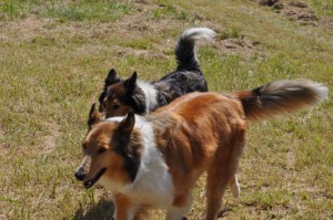 Photo Courtesy of: Victoria Gomez Mininger : Our Collie - Casey - who has been missing since Wednesday (6-26-10) from our home in Shipman. If anyone has seen her or has any information we would be grateful for a call - 540-649-0689 or 540-448-2230 - (she is the collie at the front of the picture)