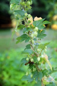 Though BMB does buy other hops off site, the ones grown there are used in the production of their brews. 
