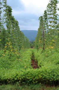 Photo By Paul Purpura : ©2010 www.nelsoncountylife.com : Hops trellis their way up at Blue Mountain Brewery on Route 151 in Afton.