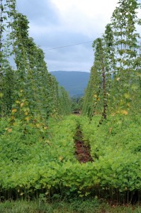 BMB-Hops3 Photo By Paul Purpura : ©2010 www.nelsoncountylife.com : Hops trellis their way up at Blue Mountain Brewery on Route 151 in Afton.