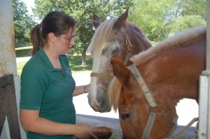 ©2010 www.nelsoncountylife.com : Maya Proulx, with Hope's Legacy Equine Rescue, works on two rescue horses at Rodes Farm. 
